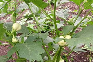 African-eggplant