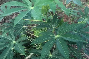 cassava-leaves