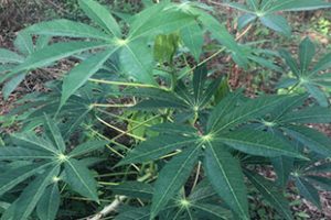 cassava-leaves-sac-thm
