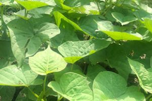 sweet-potato-leaf-sac-thm
